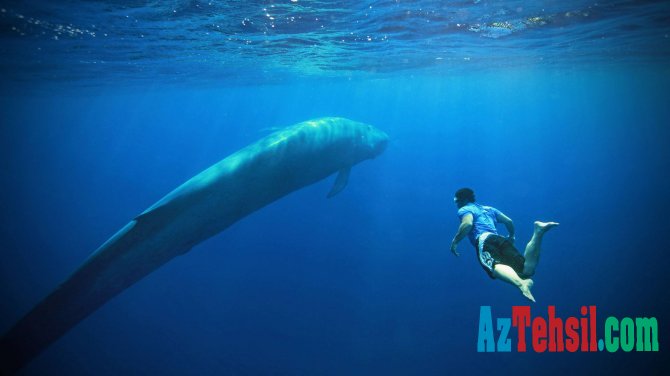 "Mavi balina" haqqında bilmədiklərimiz - UŞAQLAR NİYƏ İNTİHAR EDİR?