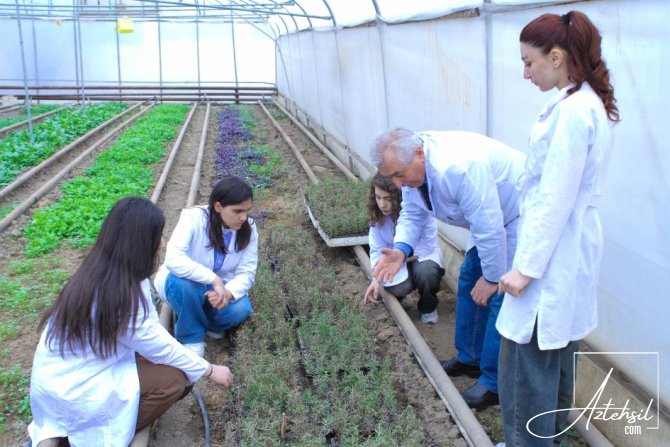 Tələbələr rozmarin bitkisinin yaşıl qələmlərinin kütləvi çoxaldılması işinə başlayıblar