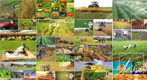 Bitkiçilik mütəxəssisi ixtisası üçün qeydiyyat davam edir